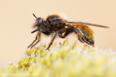 101 Gelbe Mordfliege - Laphria flava ♀